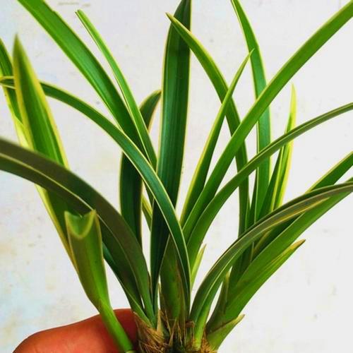 一种兰花开紫花，叶子镶着秀气金边，名叫紫月荷兰，不多见