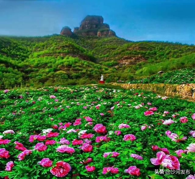 沙河:秦王湖畔牡丹开 沙河:秦王湖畔牡丹开