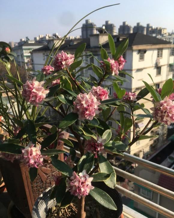 这6种花，是有名的“度夏死”，现在入手要谨慎，秋天买最划算