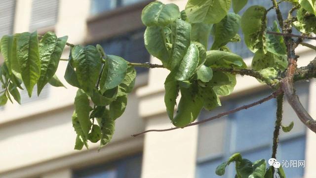 市园林绿化中心：“打药除虫”做好春季绿化养护工作