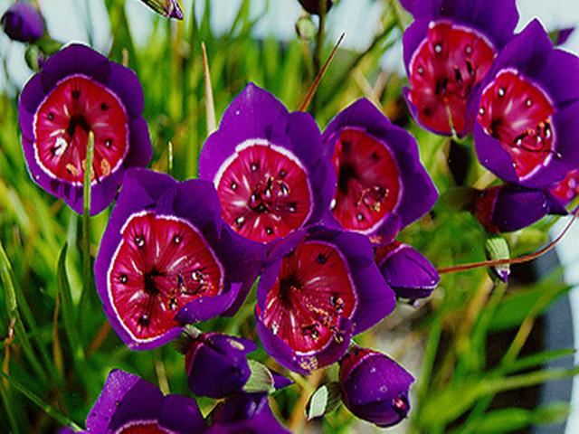 让人一见倾心的酒杯花，开花色彩绚丽形状奇异，可以播种繁殖