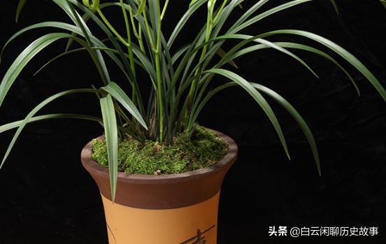 ‘梨山狮王’属于多舌多鼻的奇花，开花后，满屋带有浓郁香味