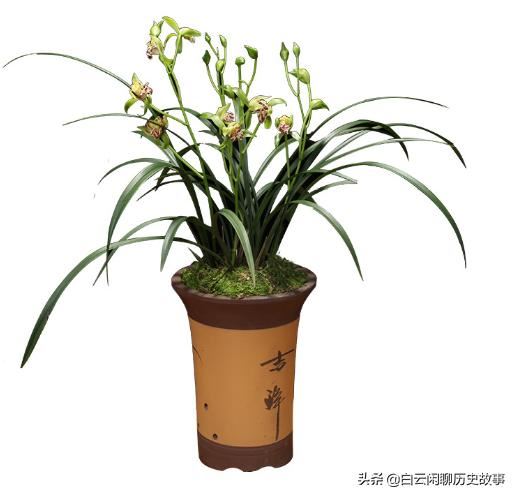 ‘梨山狮王’属于多舌多鼻的奇花，开花后，满屋带有浓郁香味