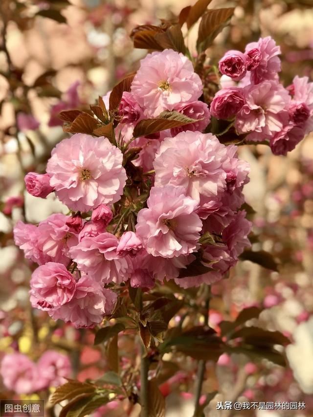 4月中下旬北方处于开花期的园林树木（一）满满的干货