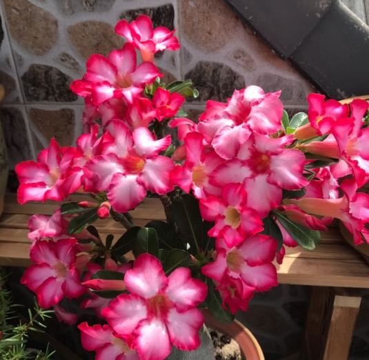 超耐旱的花,不用经常浇水,反而开花很多 超耐旱的花,不用经常浇水,反而开花很多