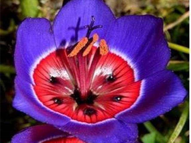 让人一见倾心的酒杯花，开花色彩绚丽形状奇异，可以播种繁殖