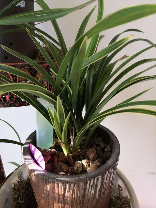 一种兰花开紫花，叶子镶着秀气金边，名叫紫月荷兰，不多见