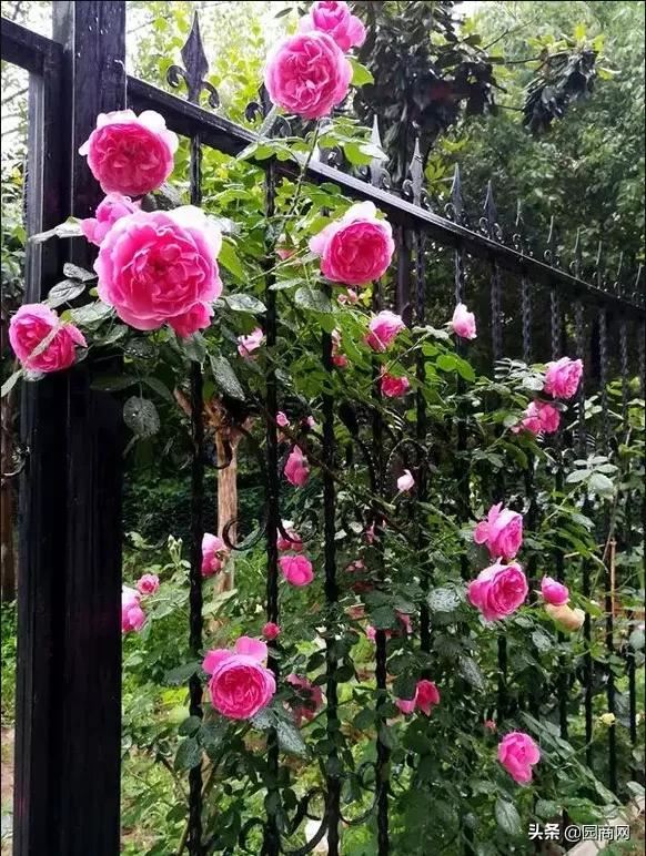 这种花卉既好看又好养,它是一款庭院绿化的佳品 这种花卉既好看又好养,它是一款庭院绿化的佳品