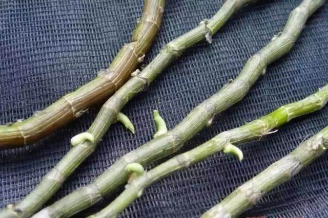 檀香石斛：“待我枝头飘花，许你满庭幽雅！"
