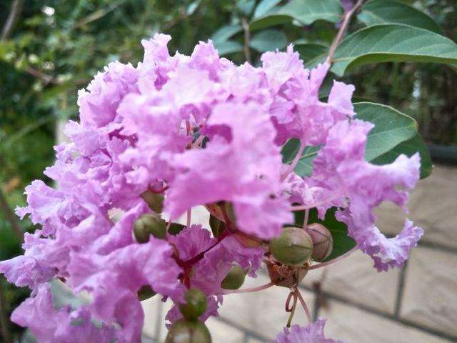 1棵紫薇开花1000朵，花期达100天，人称“百日红”，能活100年