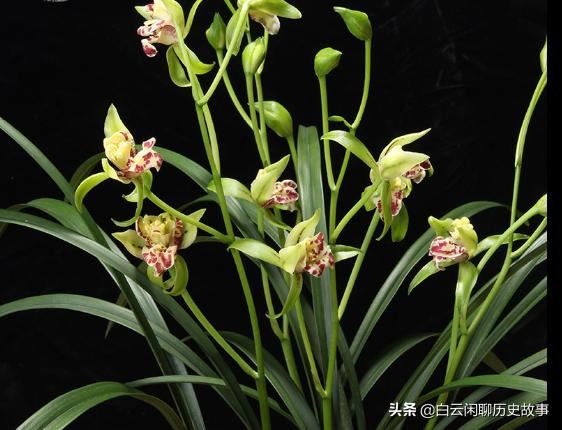 ‘梨山狮王’属于多舌多鼻的奇花，开花后，满屋带有浓郁香味