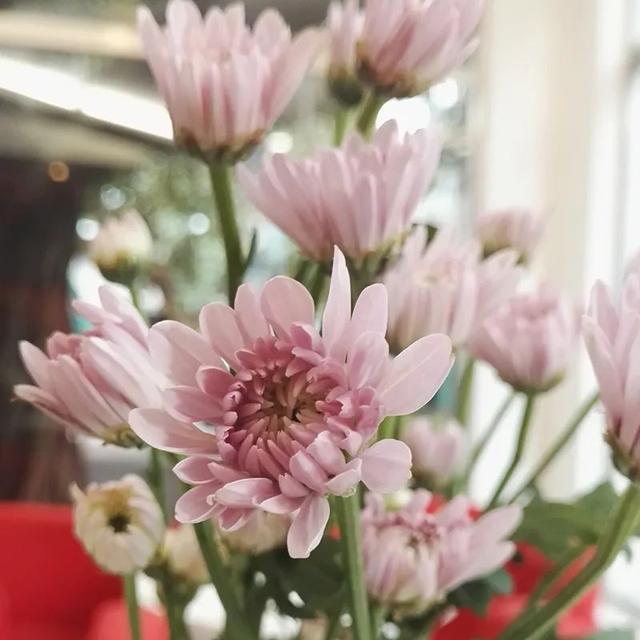 百合花爱凉爽，康乃馨别喷水？最经典的几款鲜花，这样保养才最美
