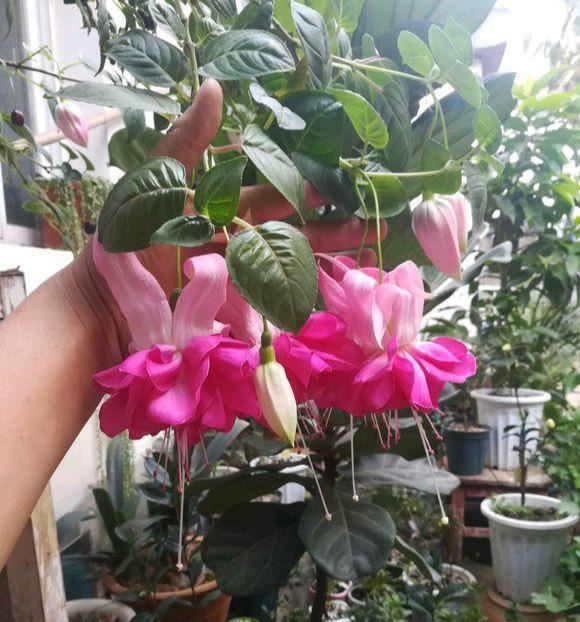 这6种花，是有名的“度夏死”，现在入手要谨慎，秋天买最划算