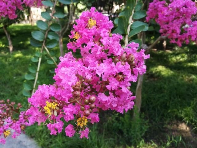 1棵紫薇开花1000朵，花期达100天，人称“百日红”，能活100年