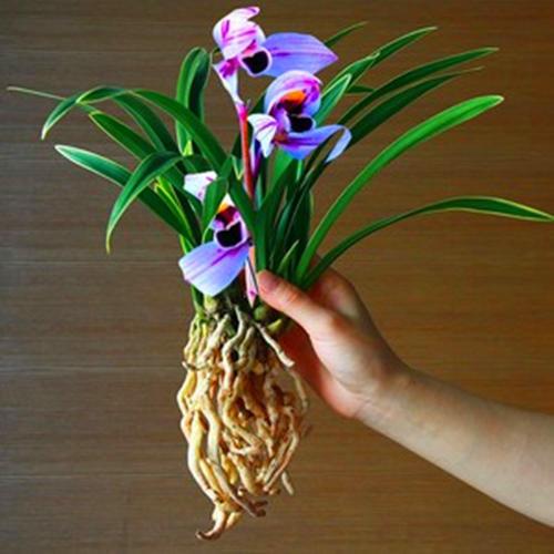 一种兰花开紫花，叶子镶着秀气金边，名叫紫月荷兰，不多见