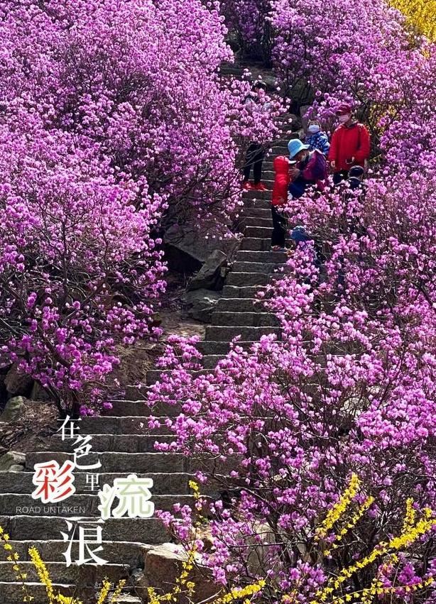 2020年，你没见过的大珠山杜鹃花会，我来带你看一看