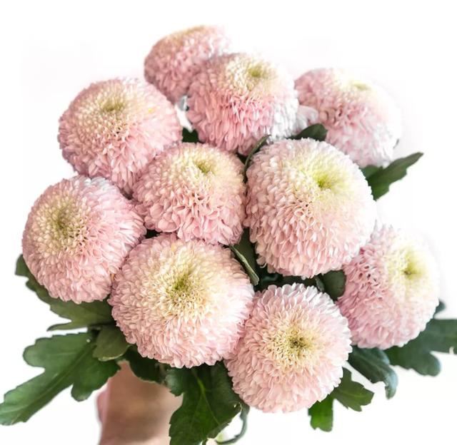 百合花爱凉爽，康乃馨别喷水？最经典的几款鲜花，这样保养才最美