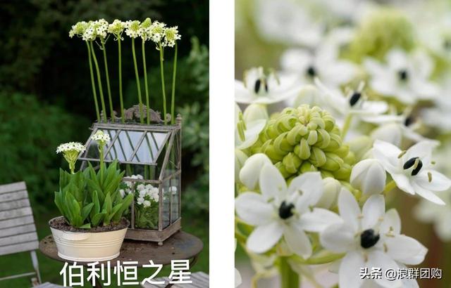省心省力受欢迎的海芋、凤梨百合、德国鸢尾、耧斗菜、虎眼万年青