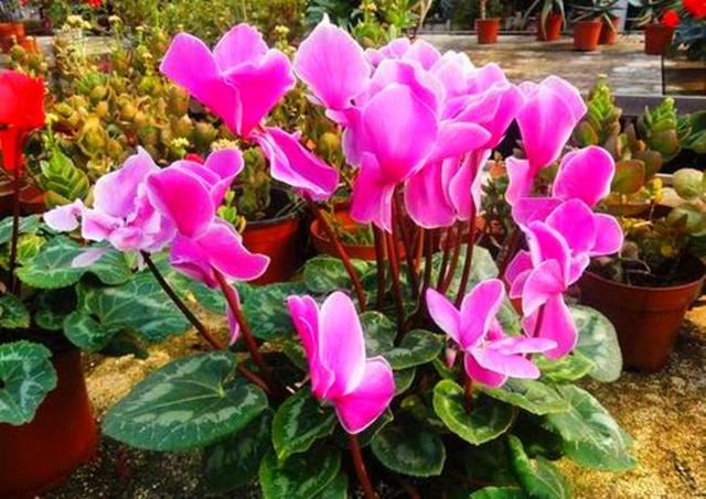 这3种花不是一次性消费品，开完花可别扔，养好了年年都有花苞