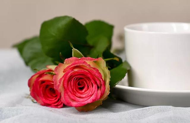 百合花爱凉爽，康乃馨别喷水？最经典的几款鲜花，这样保养才最美