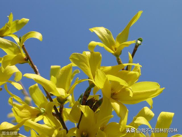 4月中下旬北方处于开花期的园林树木（一）满满的干货