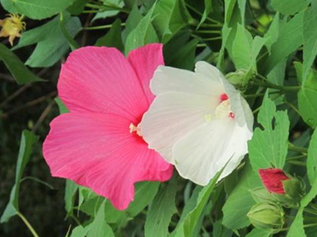 花朵大颜色艳的大花芙蓉葵，春天播种，养护好夏秋一片灿烂