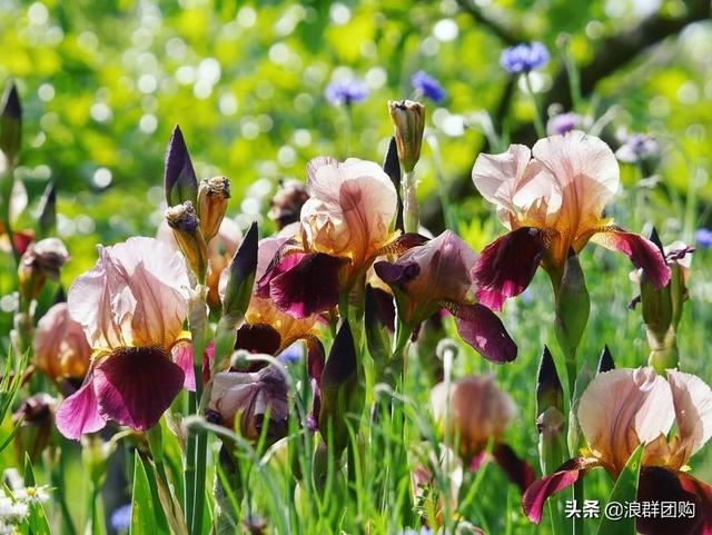 省心省力受欢迎的海芋、凤梨百合、德国鸢尾、耧斗菜、虎眼万年青