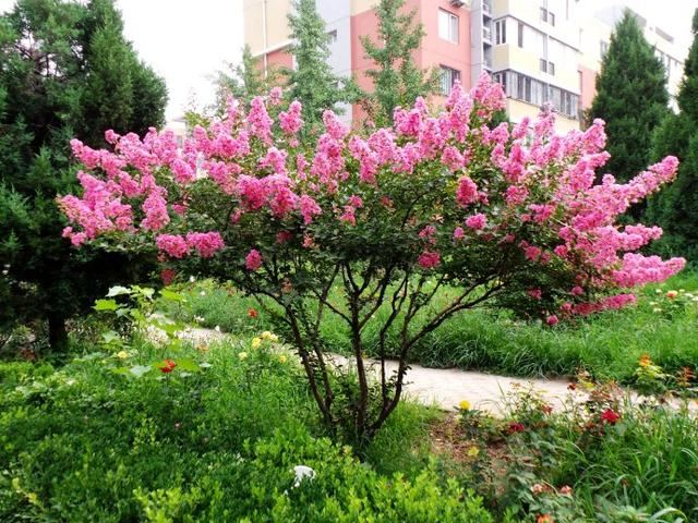 1棵紫薇开花1000朵，花期达100天，人称“百日红”，能活100年