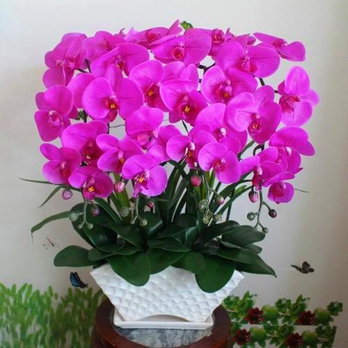 这3种花不是一次性消费品，开完花可别扔，养好了年年都有花苞