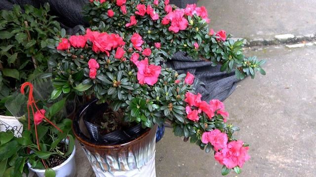 养杜鹃花的3个“技巧”，不掉叶不黄叶，绿油油，花越开越鲜艳