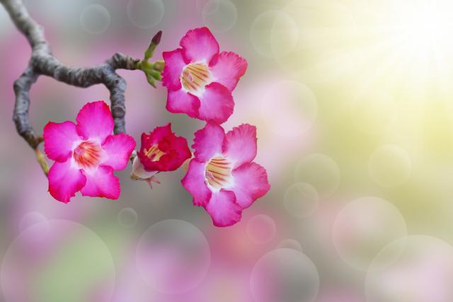 沙漠玫瑰萌芽在即，养护做2个变动，新芽“蹭蹭”冒，5月就见花