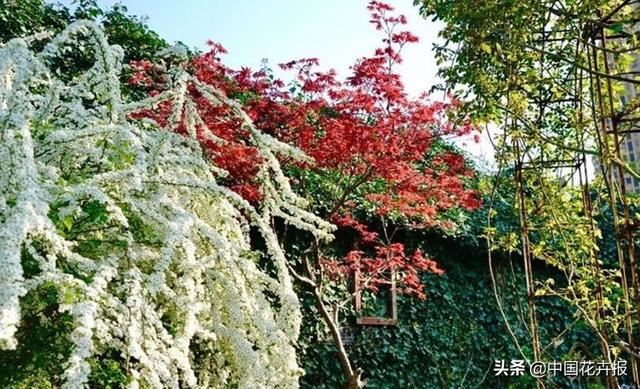 神奇两兄妹，各把花园做到极致，一恢弘，一精致，余生有此，足以
