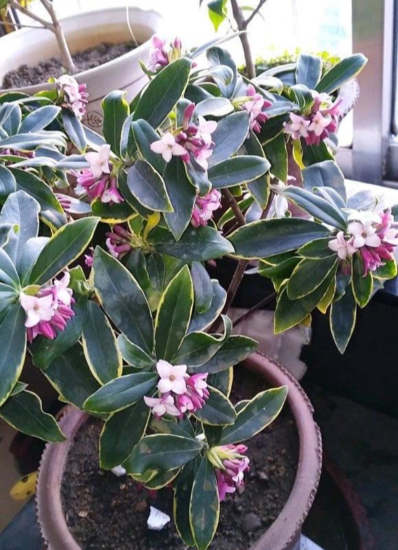 这6种花，是有名的“度夏死”，现在入手要谨慎，秋天买最划算