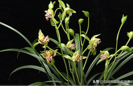 ‘梨山狮王’属于多舌多鼻的奇花，开花后，满屋带有浓郁香味