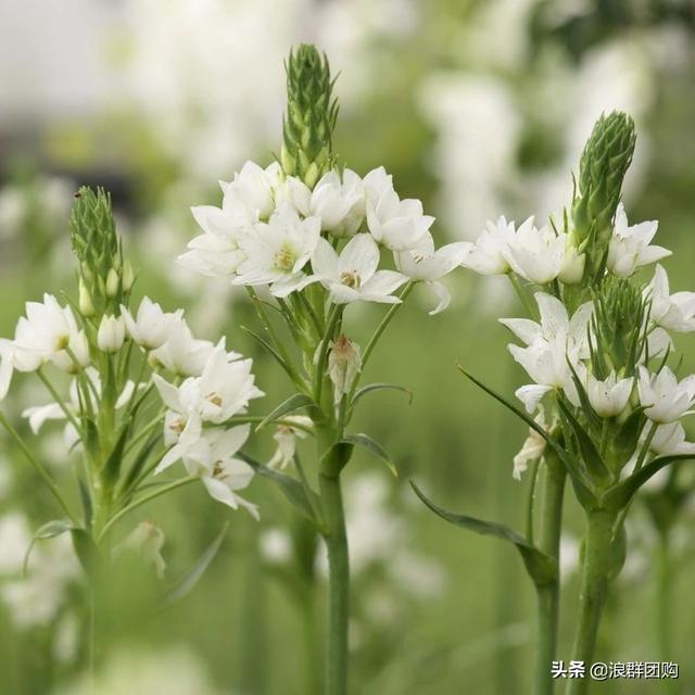 省心省力受欢迎的海芋、凤梨百合、德国鸢尾、耧斗菜、虎眼万年青