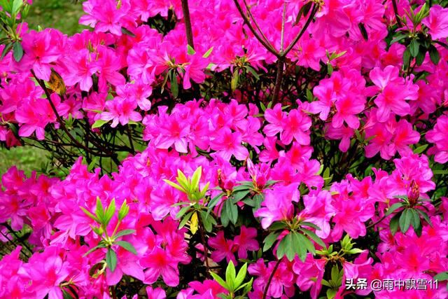 杜鹃花怎么养才能花开艳丽？教你2分钟掌握杜鹃花养殖方法