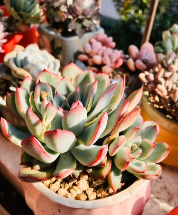 这6种花，是有名的“度夏死”，现在入手要谨慎，秋天买最划算
