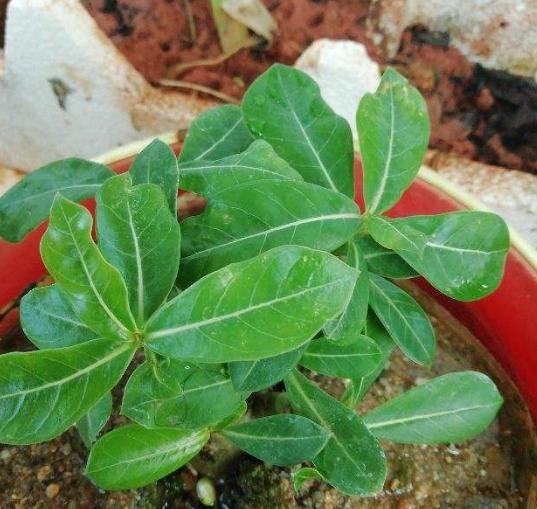 超耐旱的花,不用经常浇水,反而开花很多 超耐旱的花,不用经常浇水,反而开花很多