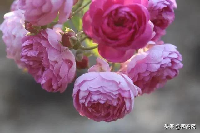 这种花卉既好看又好养,它是一款庭院绿化的佳品 这种花卉既好看又好养,它是一款庭院绿化的佳品