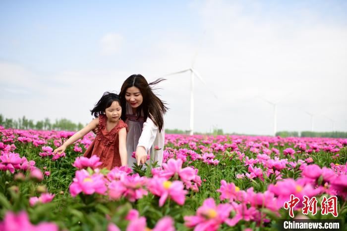 江西九江千亩芍药花海盛开 游客户外赏花 江西九江千亩芍药花海盛开 游客户外赏花