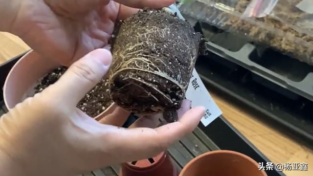 花店里的一盆沙漠玫瑰，让人眼前一亮，买回家赶紧换土移盆