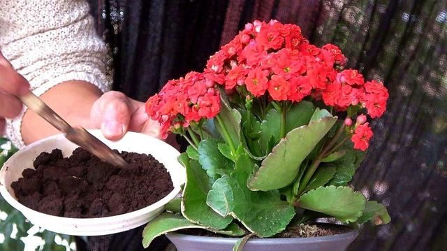 一盆开满季，如此“高逼格”的花卉，你就不动心吗？