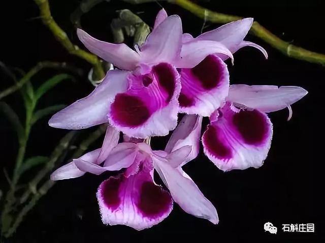 檀香石斛：“待我枝头飘花，许你满庭幽雅！"