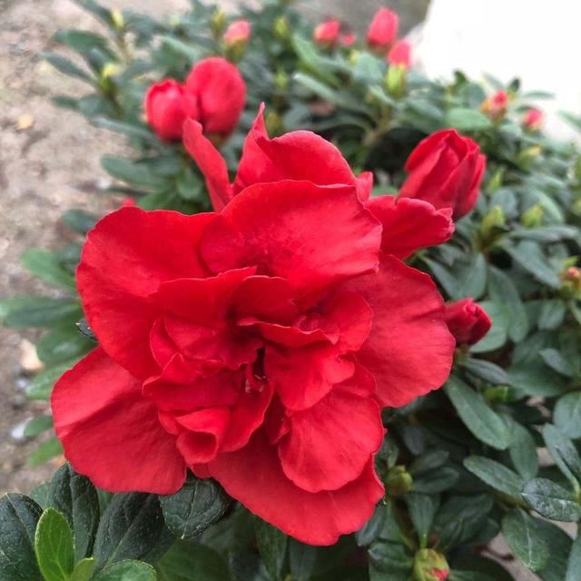 养杜鹃花的3个“技巧”，不掉叶不黄叶，绿油油，花越开越鲜艳