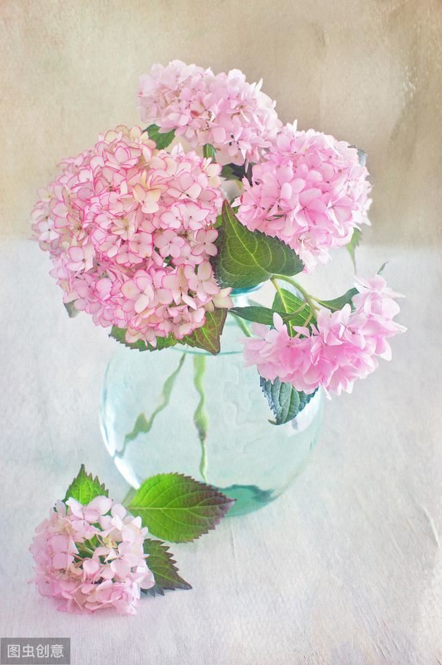 花似绣球，却不是绣球，一树花开美翻天