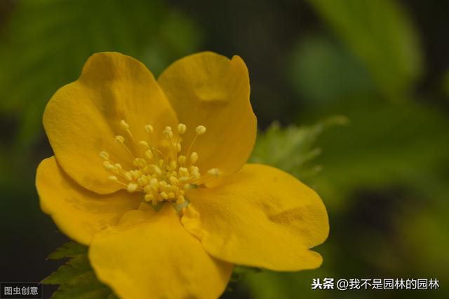 4月中下旬北方处于开花期的园林树木（一）满满的干货