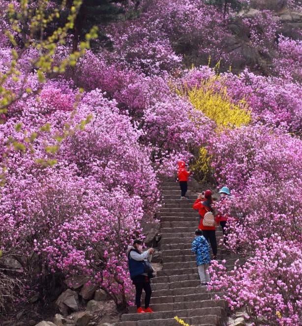 2020年，你没见过的大珠山杜鹃花会，我来带你看一看