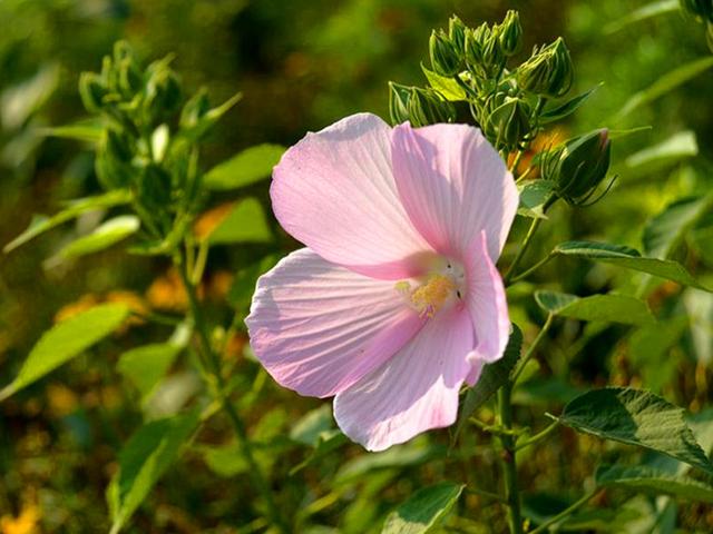 花朵大颜色艳的大花芙蓉葵，春天播种，养护好夏秋一片灿烂