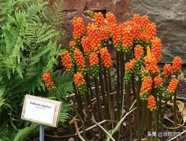 省心省力受欢迎的海芋、凤梨百合、德国鸢尾、耧斗菜、虎眼万年青