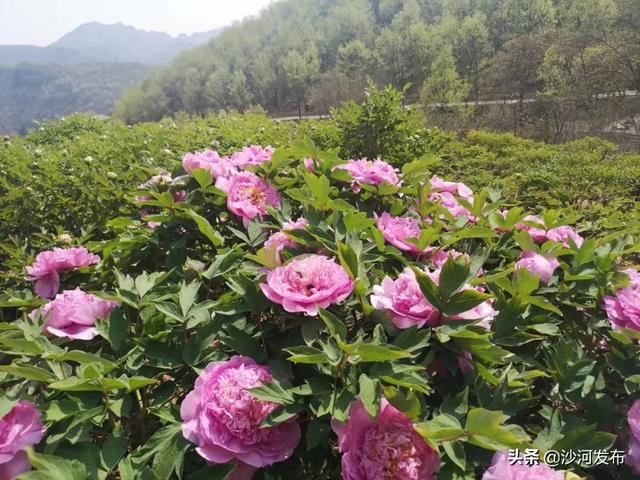 沙河:秦王湖畔牡丹开 沙河:秦王湖畔牡丹开